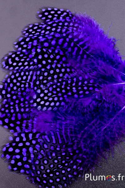 Pintade de Numidie - 7-13 cm - violet